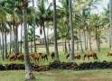  photo 3 Les Rapa Nui ne peuvent vivre sans leurs chevaux 